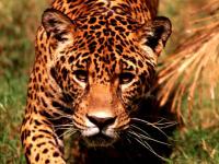 Klicke auf die Grafik fr eine grere Ansicht

Name:	leopard.jpg
Hits:	412
Gre:	37,0 KB
ID:	429