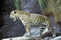 Klicke auf die Grafik fr eine grere Ansicht

Name:	Jaguar_tier_2.jpg
Hits:	340
Gre:	87,1 KB
ID:	433