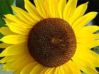 Klicke auf die Grafik fr eine grere Ansicht

Name:	Sonnenblume_gross.jpg
Hits:	216
Gre:	36,8 KB
ID:	4784