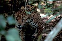 Klicke auf die Grafik für eine größere Ansicht

Name:	Jaguar_tier_1.jpg
Hits:	268
Größe:	65,5 KB
ID:	432