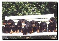 Klicke auf die Grafik fr eine grere Ansicht

Name:	Pinscher.jpg
Hits:	169
Gre:	33,3 KB
ID:	2366