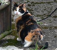 Klicke auf die Grafik fr eine grere Ansicht

Name:	Katze.jpg
Hits:	155
Gre:	114,6 KB
ID:	2370