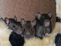 Klicke auf die Grafik fr eine grere Ansicht

Name:	P1110750.v.jpg
Hits:	149
Gre:	68,7 KB
ID:	2371