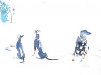 Klicke auf die Grafik f�r eine gr��ere Ansicht

Name:	am-rhein-170208-2-klein.JPG
Hits:	150
Gr��e:	30,7 KB
ID:	3923