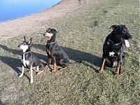 Klicke auf die Grafik f�r eine gr��ere Ansicht

Name:	am-rhein-170208-6-klein.JPG
Hits:	162
Gr��e:	168,5 KB
ID:	3926