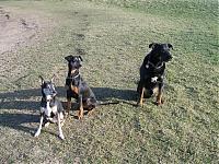 Klicke auf die Grafik f�r eine gr��ere Ansicht

Name:	am-rhein-170208-9-klein.JPG
Hits:	147
Gr��e:	175,0 KB
ID:	3928